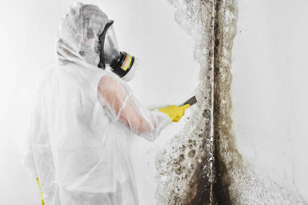 Best Residential Mold Removal  in Sunbury, OH