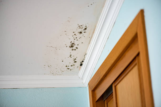 Best Local Mold Removal Service  in Sunbury, OH