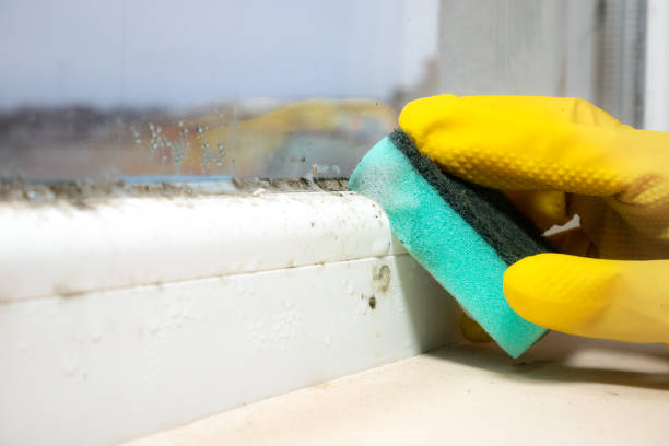 Best Emergency Mold Removal  in Sunbury, OH