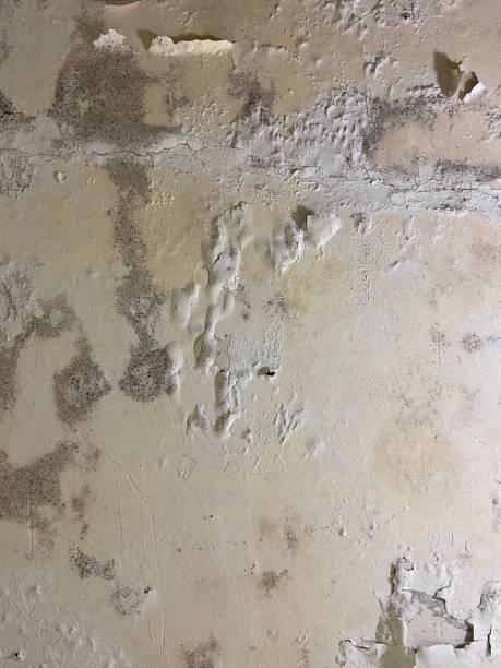 Best Mold Damage Repair  in Sunbury, OH