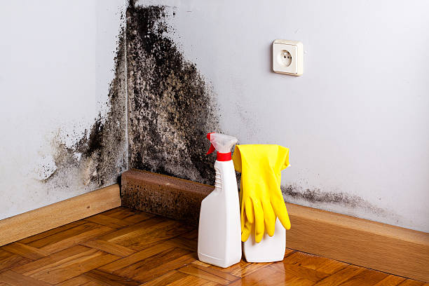 Best Home Mold Removal  in Sunbury, OH